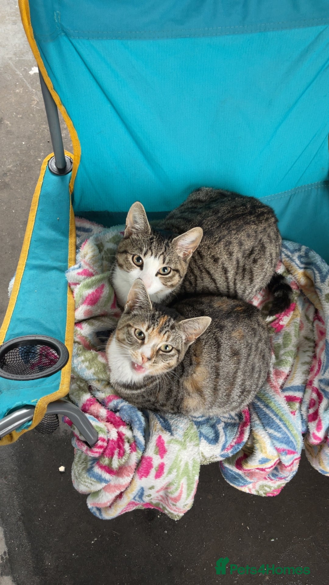 Domestic Shorthair cats for sale: Female Tabby and orange Kitten - Image 4