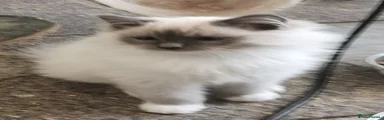 Ragdoll Kitten 1