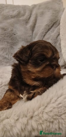 Shih Tzu dogs ✨️Exceptional Imperial Litter Ready Mid December✨️ - Advert 9