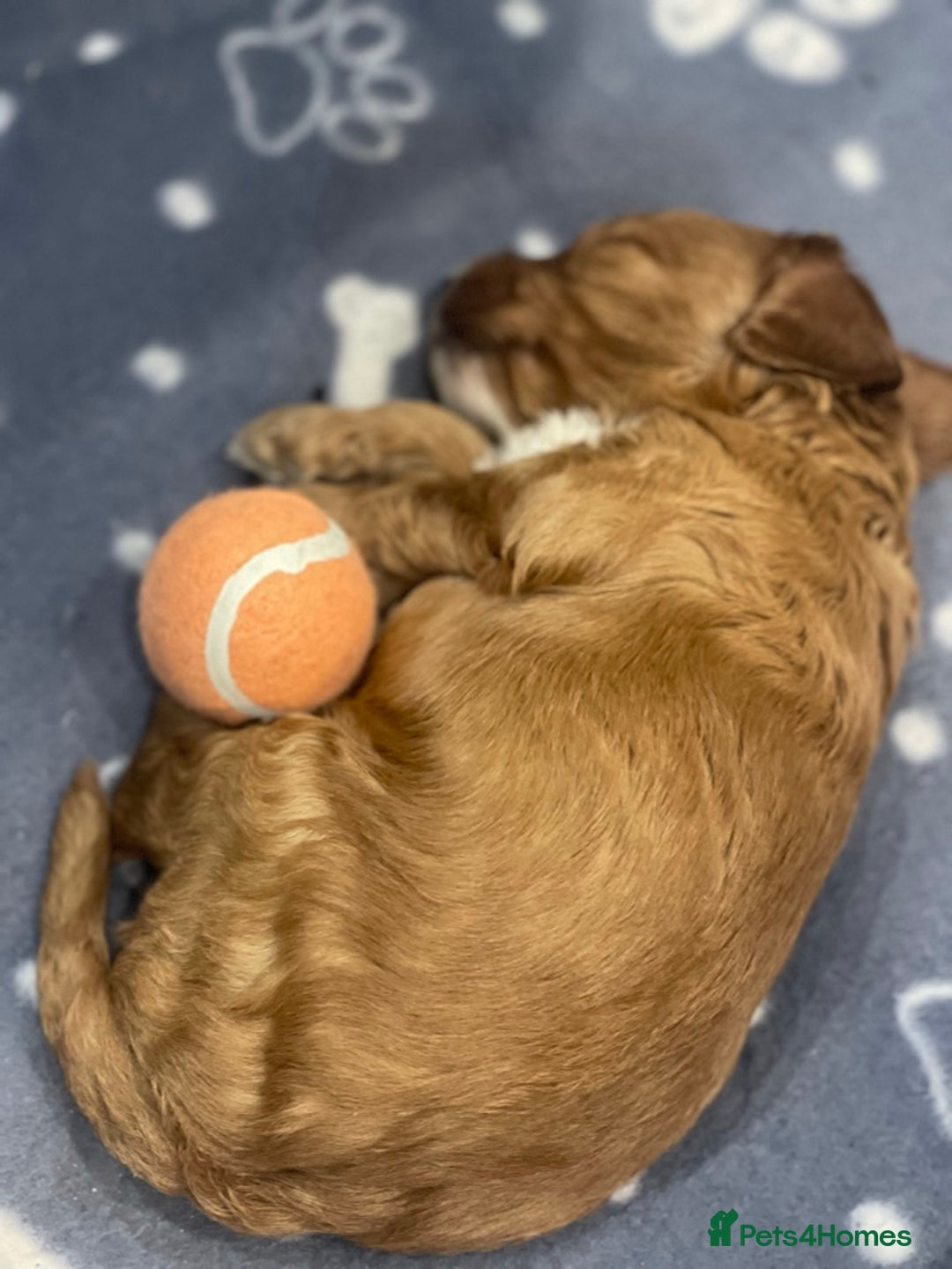 Cockapoo dogs for sale: Beautiful Cockapoo puppies near London - Advert 9