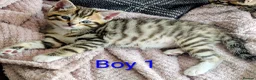 Mixed Breed cats for sale: Gorgeous Tabby Kittens for sale Ready June 17 - Advert 35