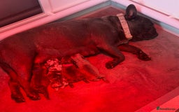 French Bulldog dogs for sale: 4 Beautiful Girl Frenchie's  - Image 14