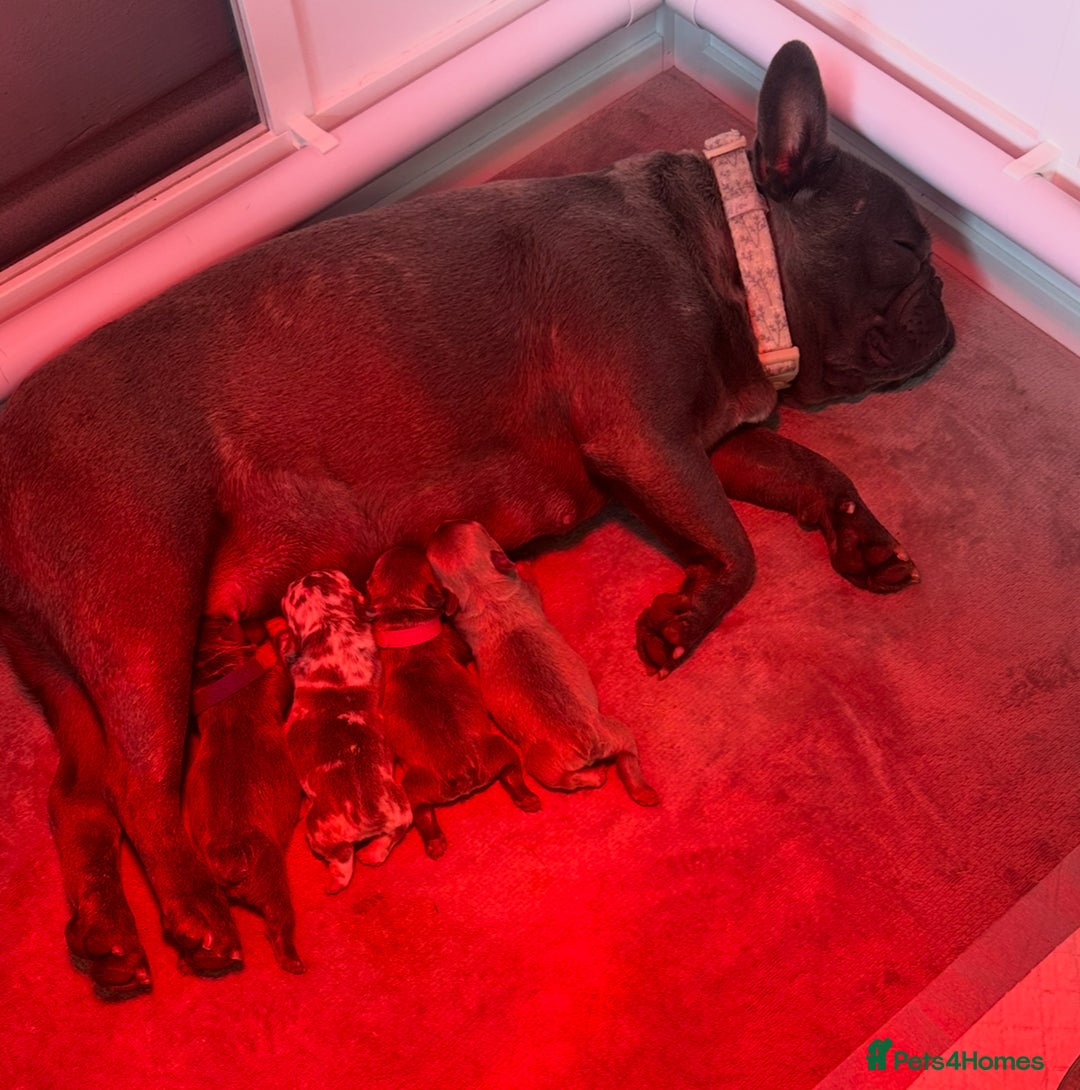 French Bulldog dogs for sale: 4 Beautiful Girl Frenchie's  - Image 14