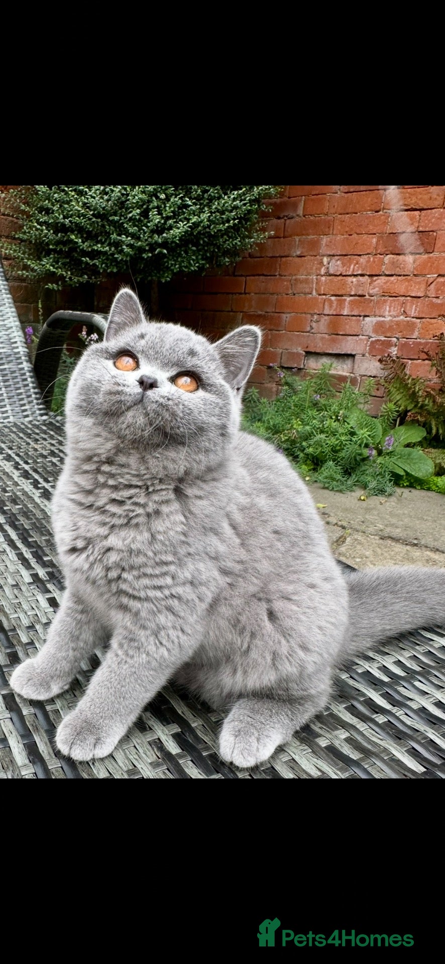 British Shorthair cats Two Remaining!  - Advert 1