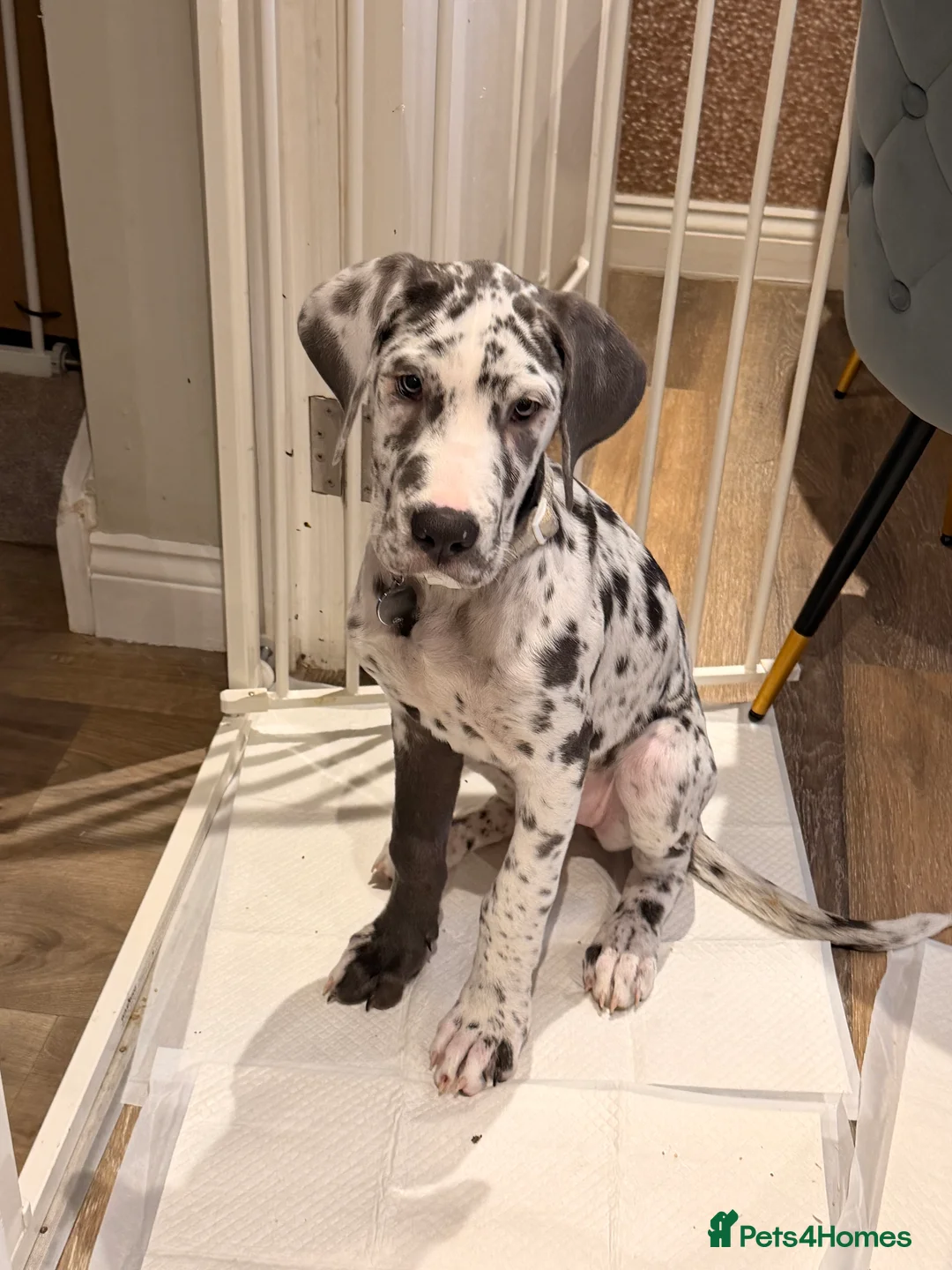 Great Dane dogs for sale: Stunning 16 week old blue harlequin female - Advert 6