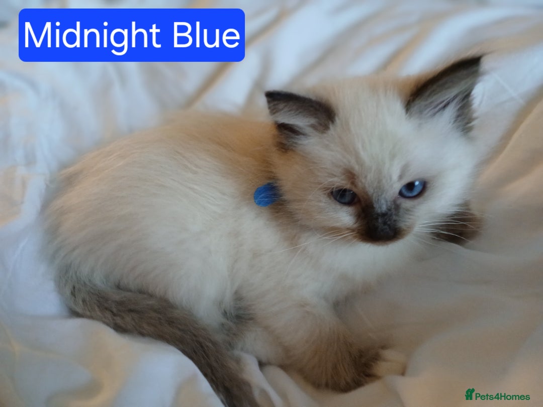 Ragdoll cats for sale: 6 Adorable 1/2 Pedigree Ragdoll Kittens 💗  - Advert 11