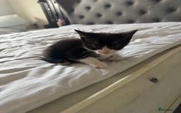 American Shorthair cats for sale: kittens - £30 not £50 but won’t let me enter less! - Image 4