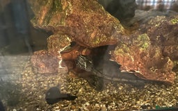 Turtle reptiles for sale: 2 musk turtles  - Image 2