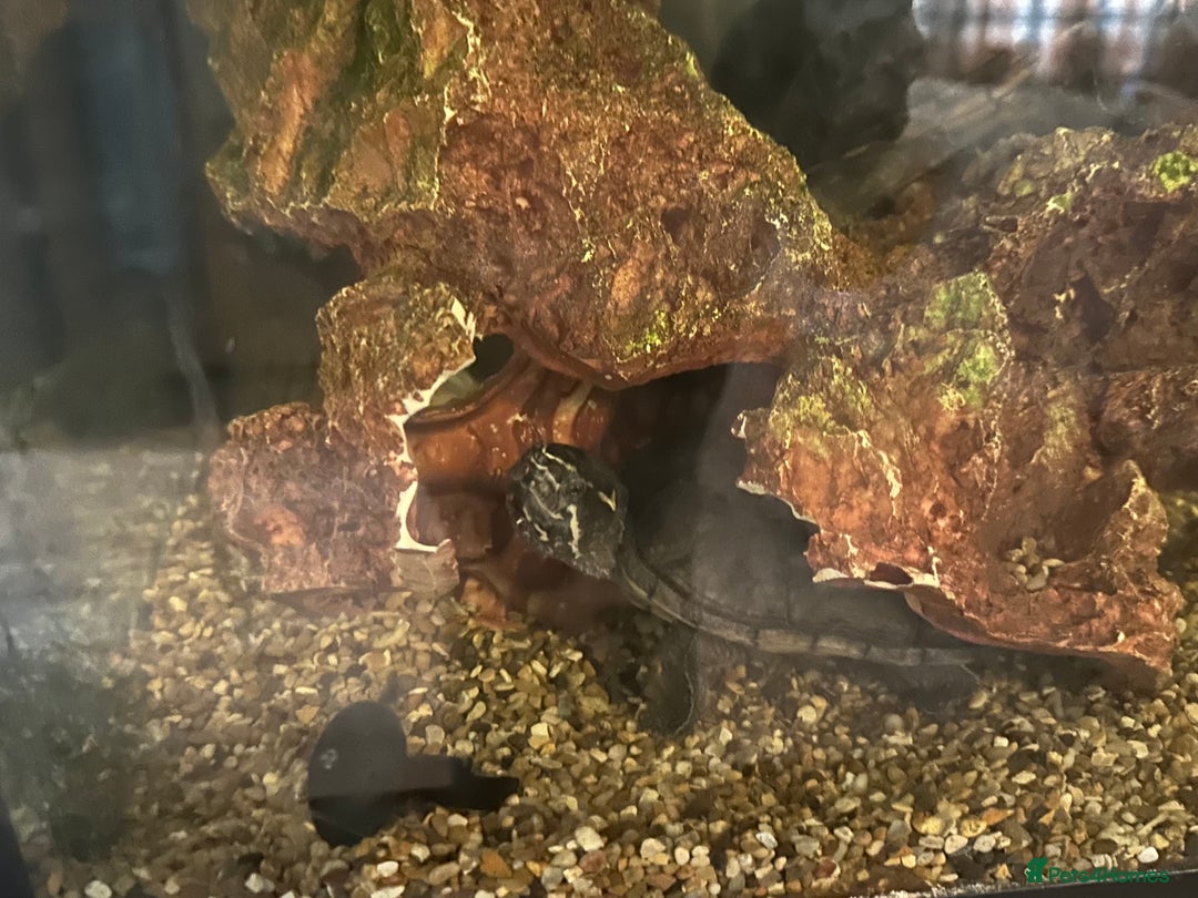 Turtle reptiles for sale: 2 musk turtles  - Image 2