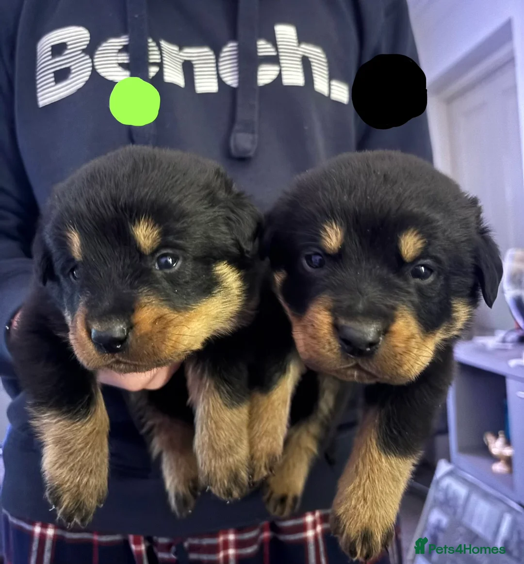 Rottweiler dogs for sale: Chunky Rottweiler pups in Exmouth - Advert 1