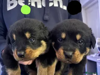 Rottweiler dogs Chunky Rottweiler pups in Exmouth - Advert 1