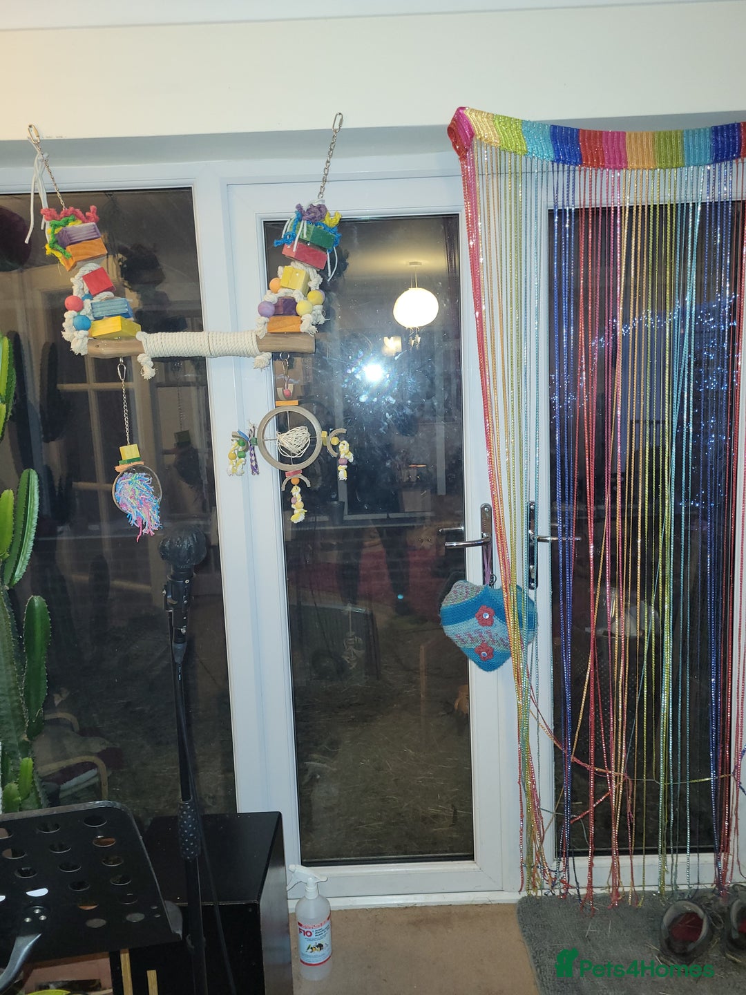 Cockatiels birds for sale: Lovely male looking for a home. - Advert 3