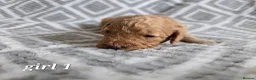 Cockapoo dogs for sale: Beautiful litter of F1b Cockapoo pups in Doncaster - Advert 15