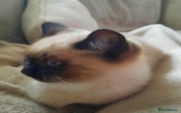 Mixed Breed cats for sale: Adorable kitten needing a loving home - Image 4