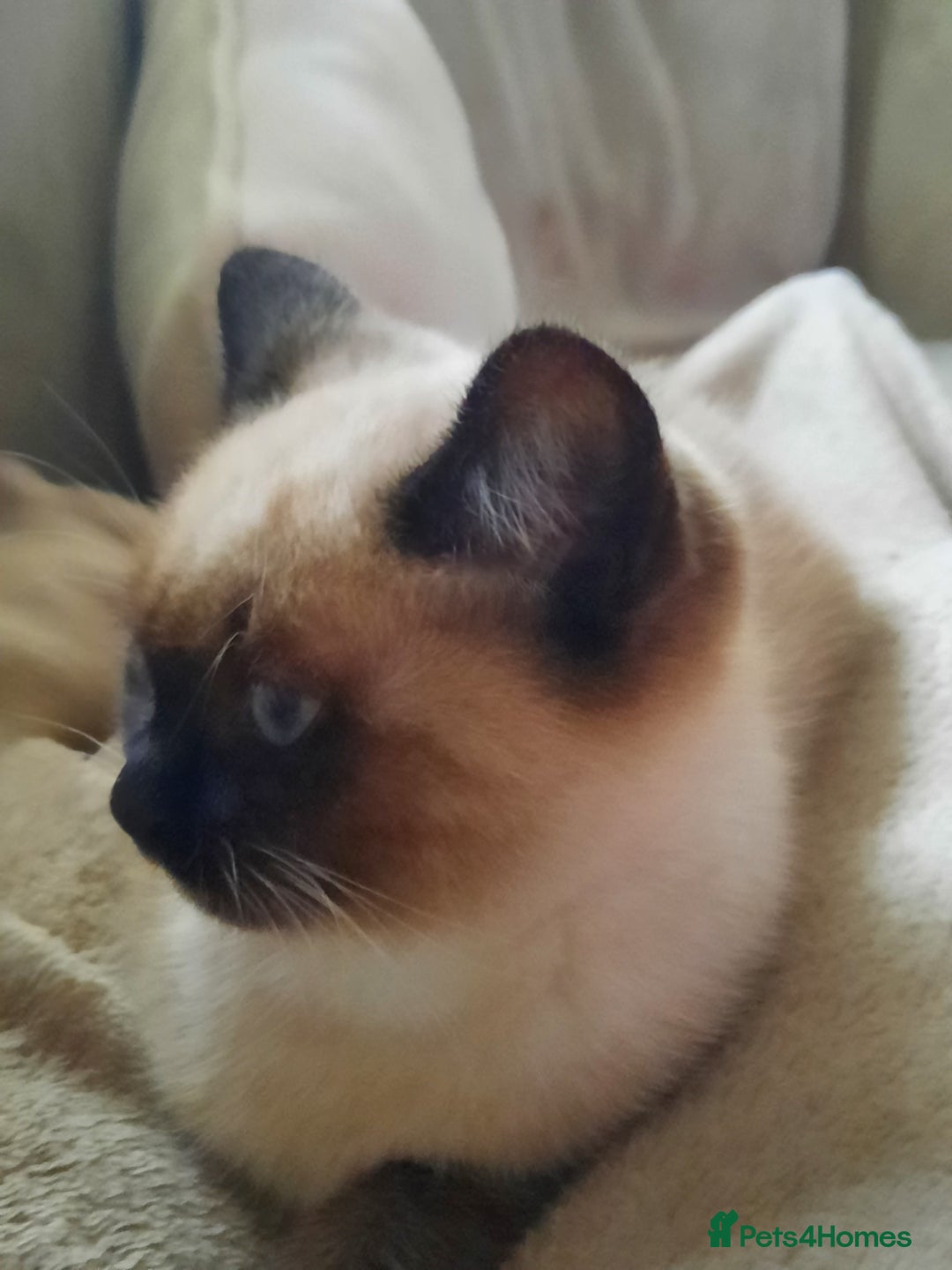 Mixed Breed cats for sale: Adorable kitten needing a loving home - Image 4