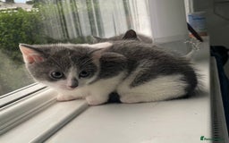 British Shorthair cats for sale: Kittens for sale bradford - Image 11