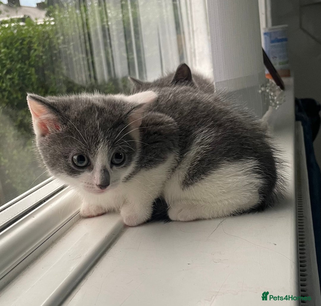 British Shorthair cats for sale: Kittens for sale bradford - Image 11