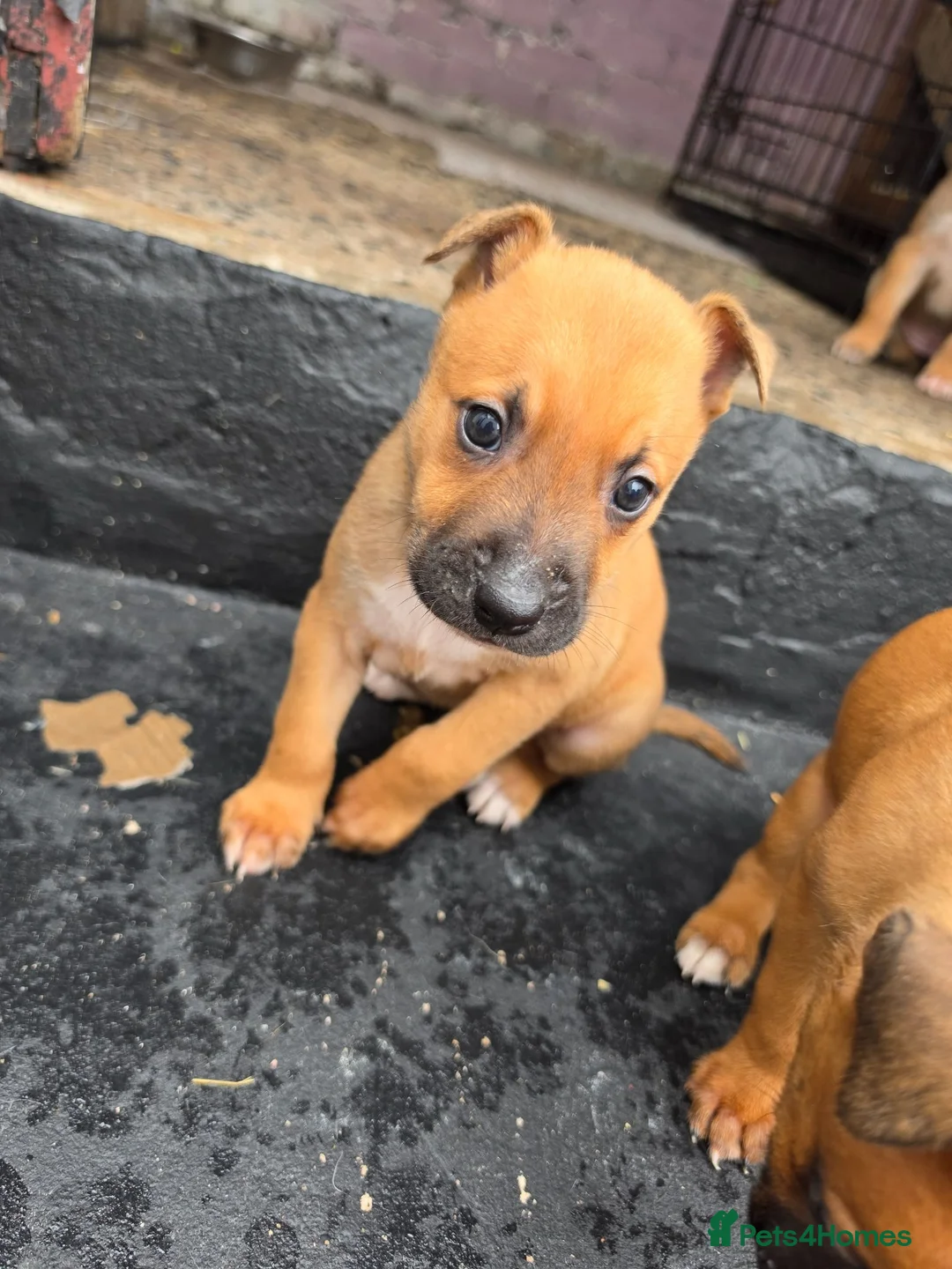 Mixed Breed dogs for sale: Belgian mallionas x staffy pups 6 females - Advert 14