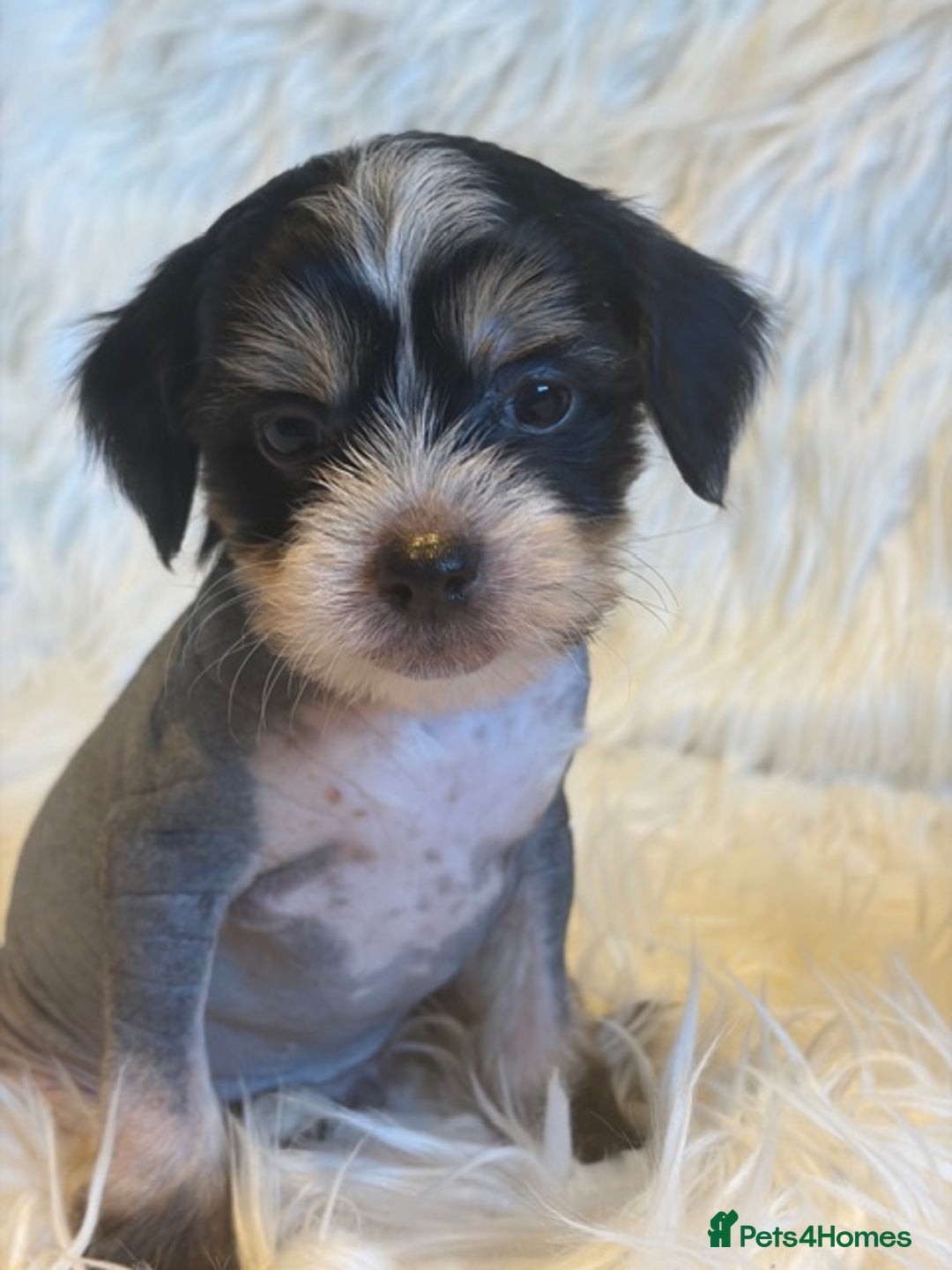 Chinese Crested dogs for sale: KC Reg Chinese created puppies - Advert 11