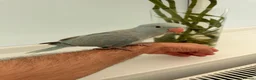 Ringnecks birds for sale:     Super Tame Hand Reared Babies Ready for Rehome - Advert 10