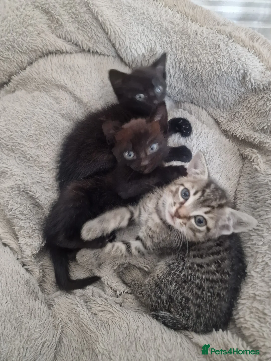 Mixed Breed cats for sale: 3 lively kittens looking a new home - Advert 1