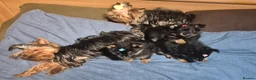 Mixed Breed dogs for sale: For sale Toy Yorkshire&Pomeranian mix puppies 🐶  - Advert 9