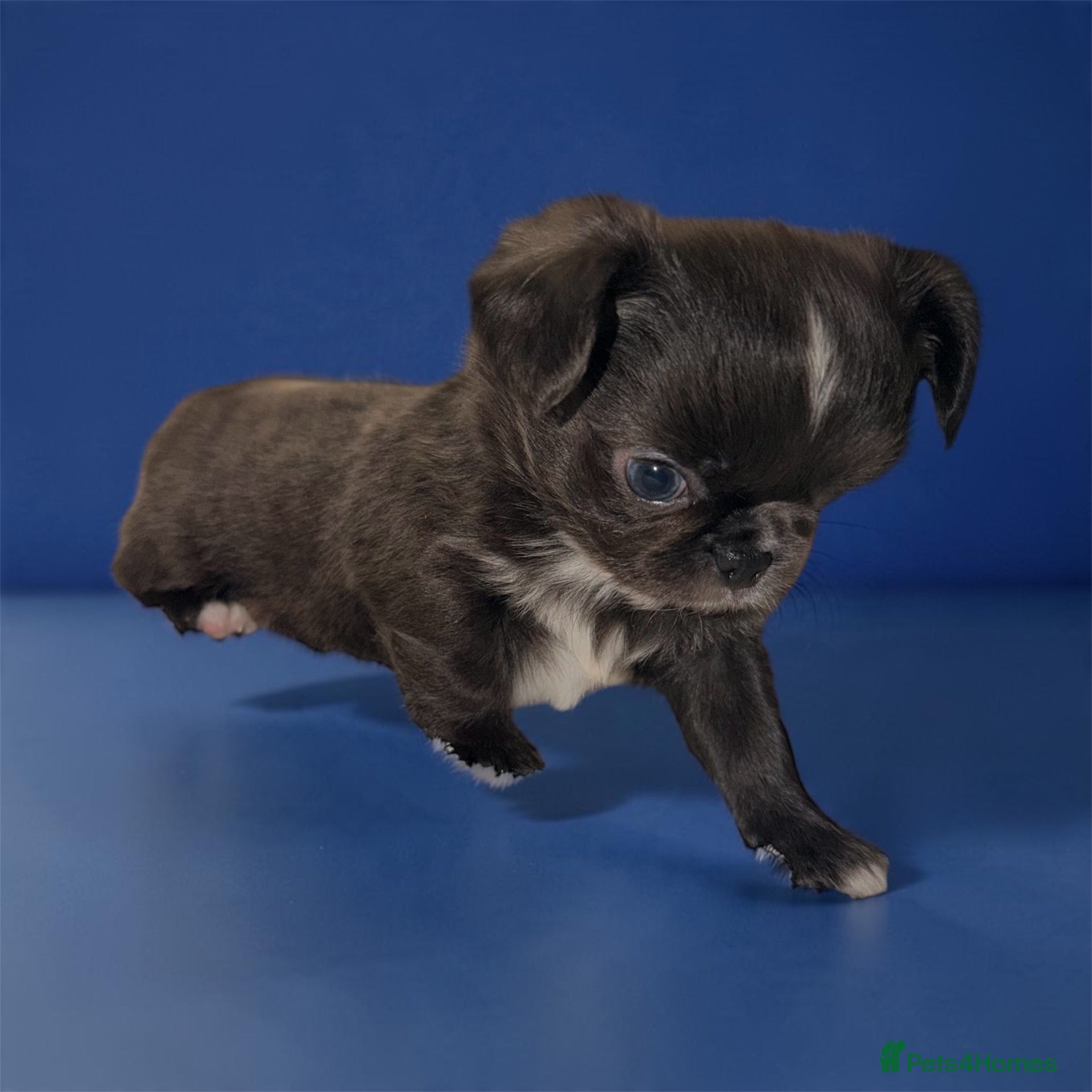 Chihuahua dogs Long coat chihuahua  - Advert 2