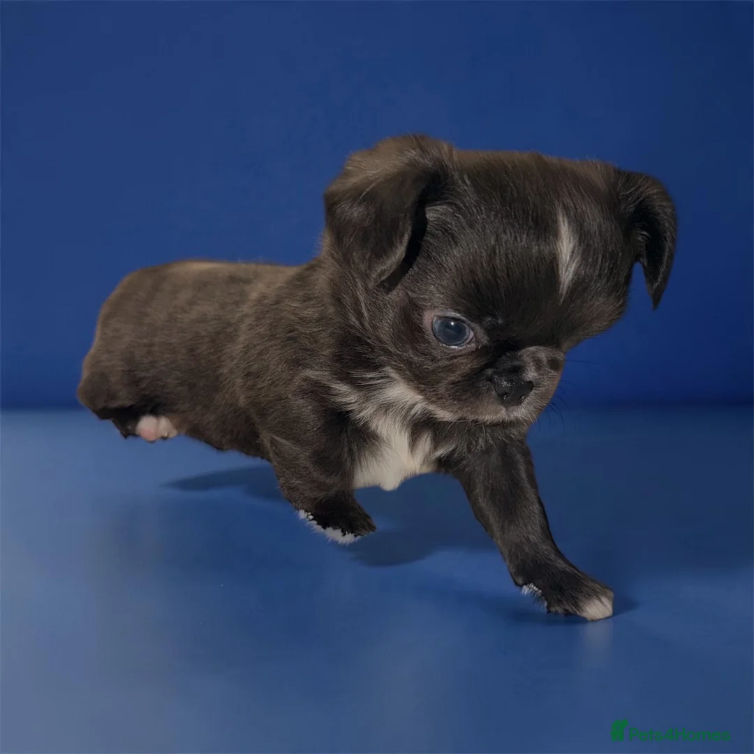 Chihuahua dogs for sale: Long coat chihuahua  - Advert 1