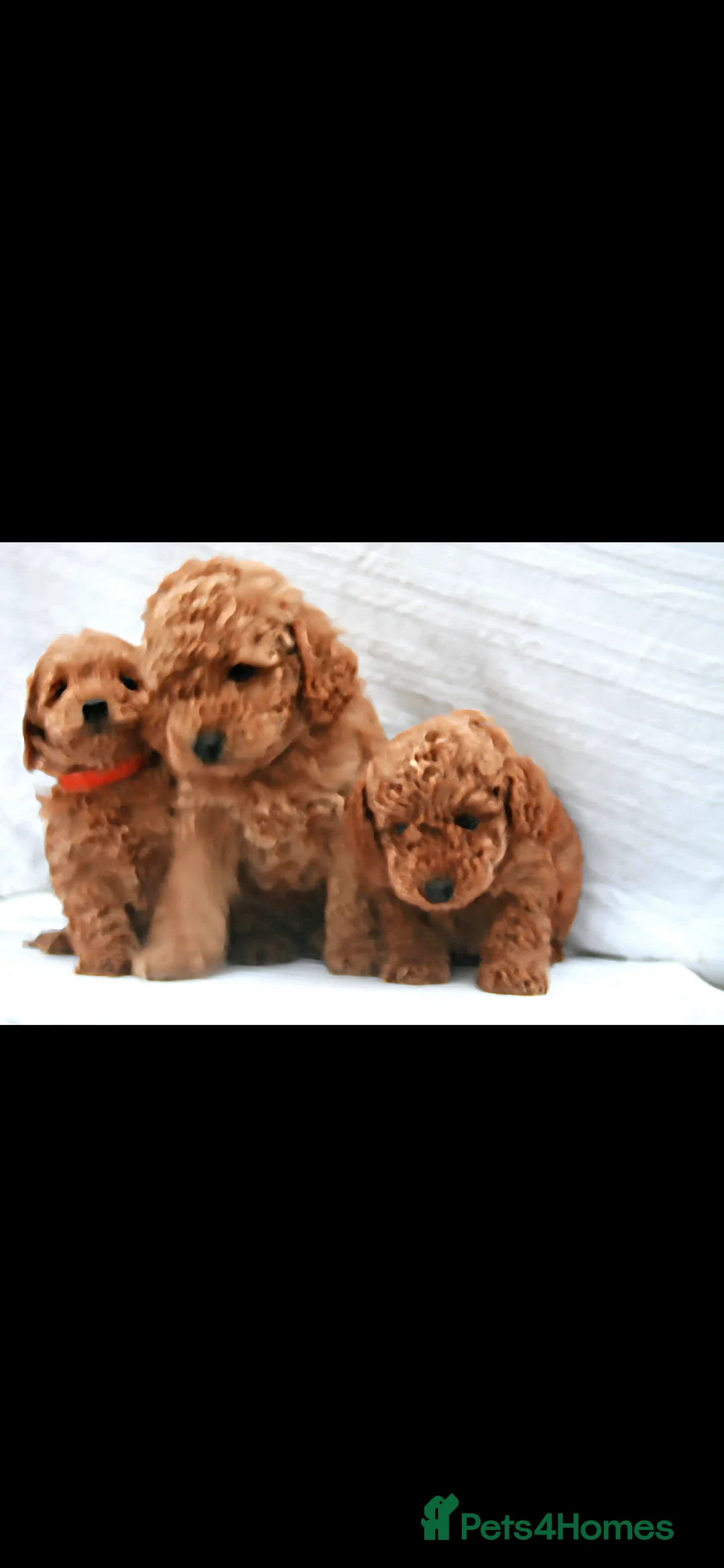 Cockapoo dogs for sale: F1B Mini Cockapoos - Advert 15