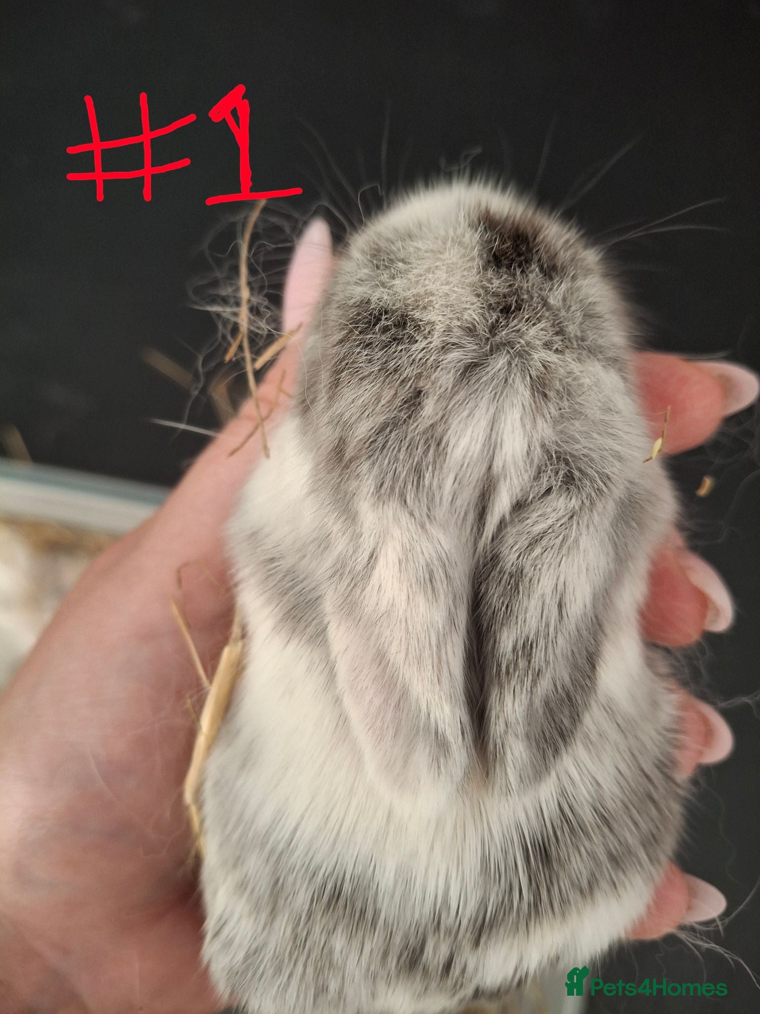 Mini Lop rabbits 6x Pure breed mini lop baby rabbits - Advert 2