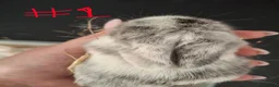 Mini Lop rabbits for sale: 6x Pure breed mini lop baby rabbits - Advert 6