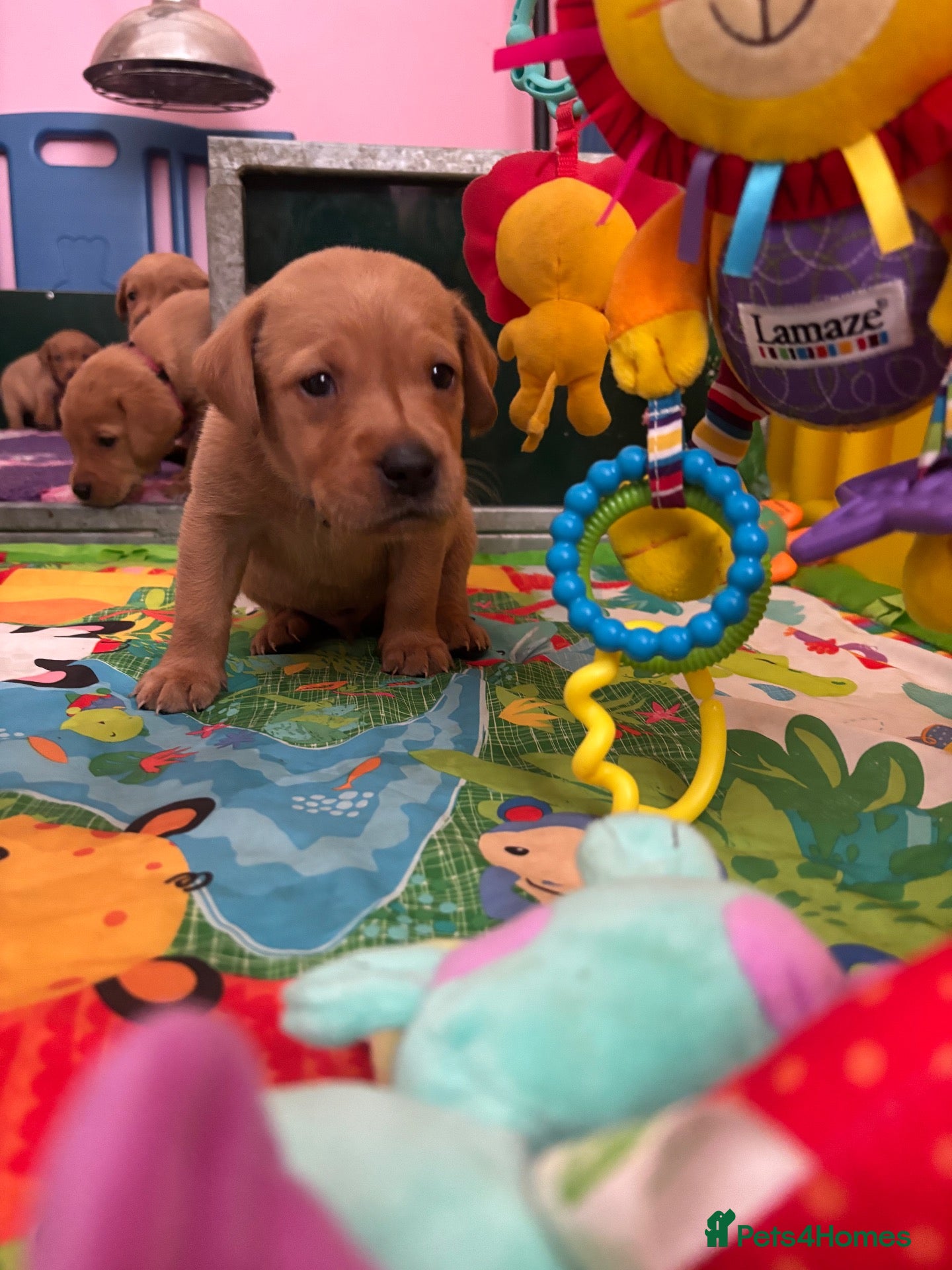 Labrador Retriever dogs Fox red Labradors  - Advert 1