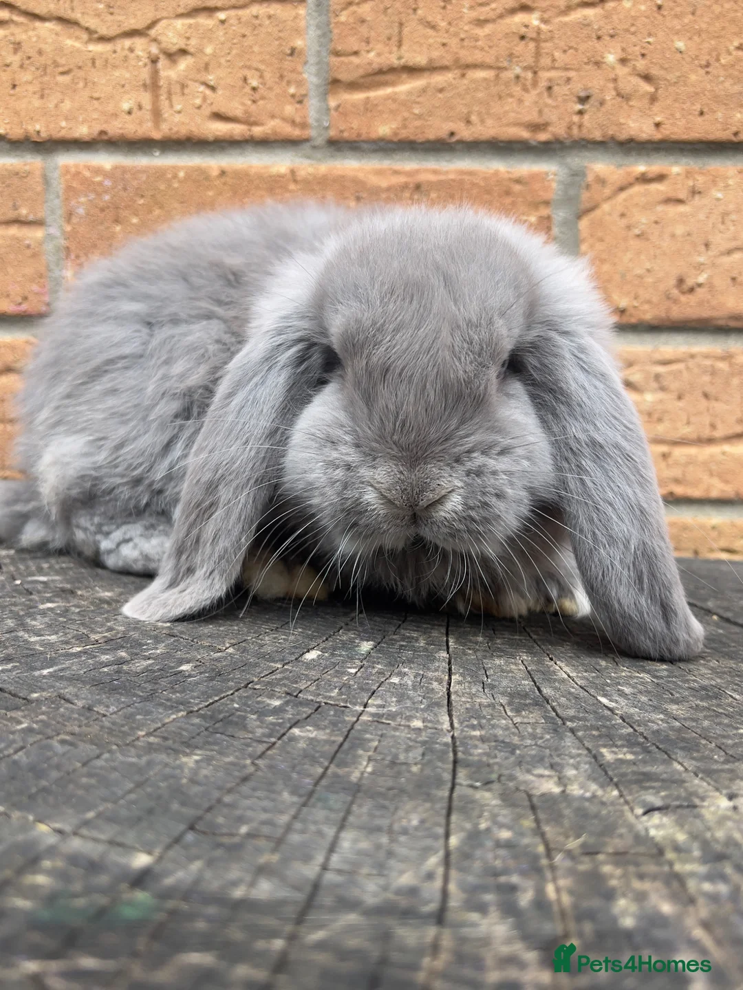 French Lop rabbits for sale: Quality French Lop babies - Advert 17