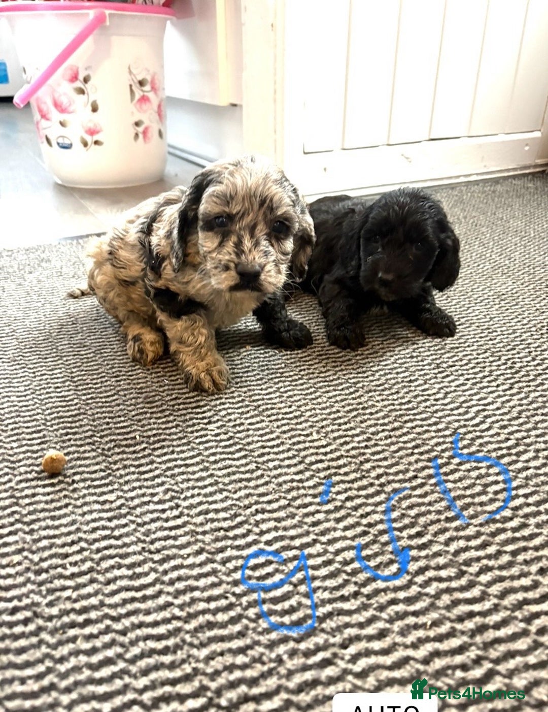 Cockapoo dogs for sale: Cockapoo puppies  - Advert 5