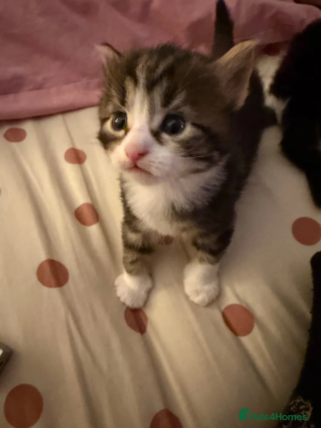 Mixed Breed cats for sale: 3 beautiful fluffy kittens - Advert 11
