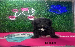 Saint Bernard dogs for sale: F1 St Berdoodle  - Image 18