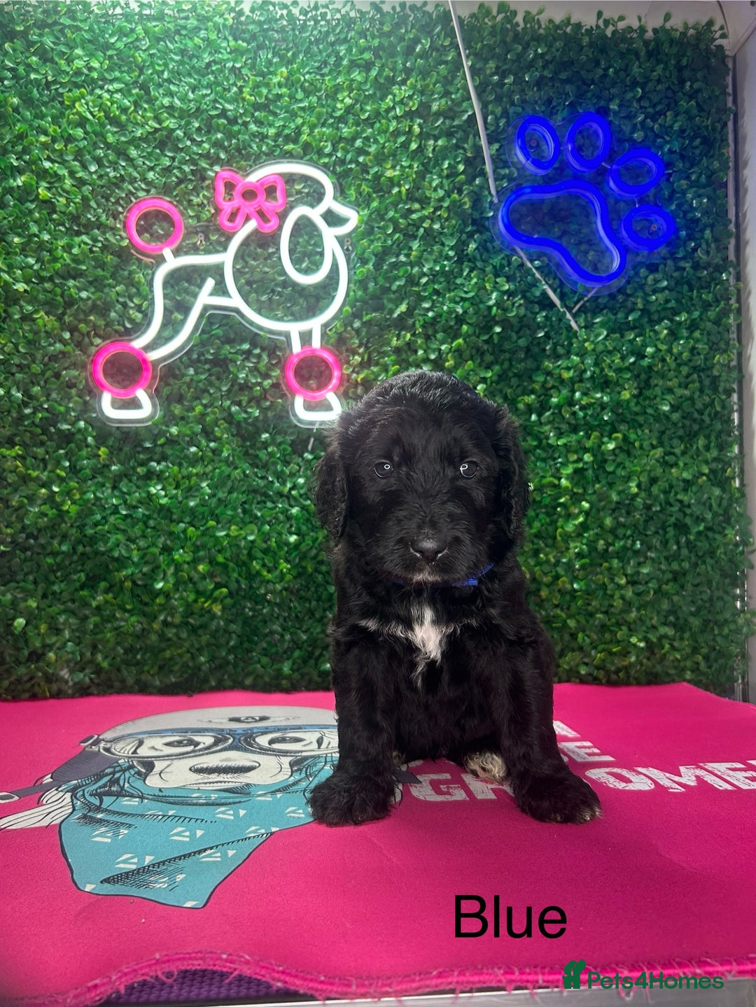 Saint Bernard dogs for sale: F1 St Berdoodle  - Image 18