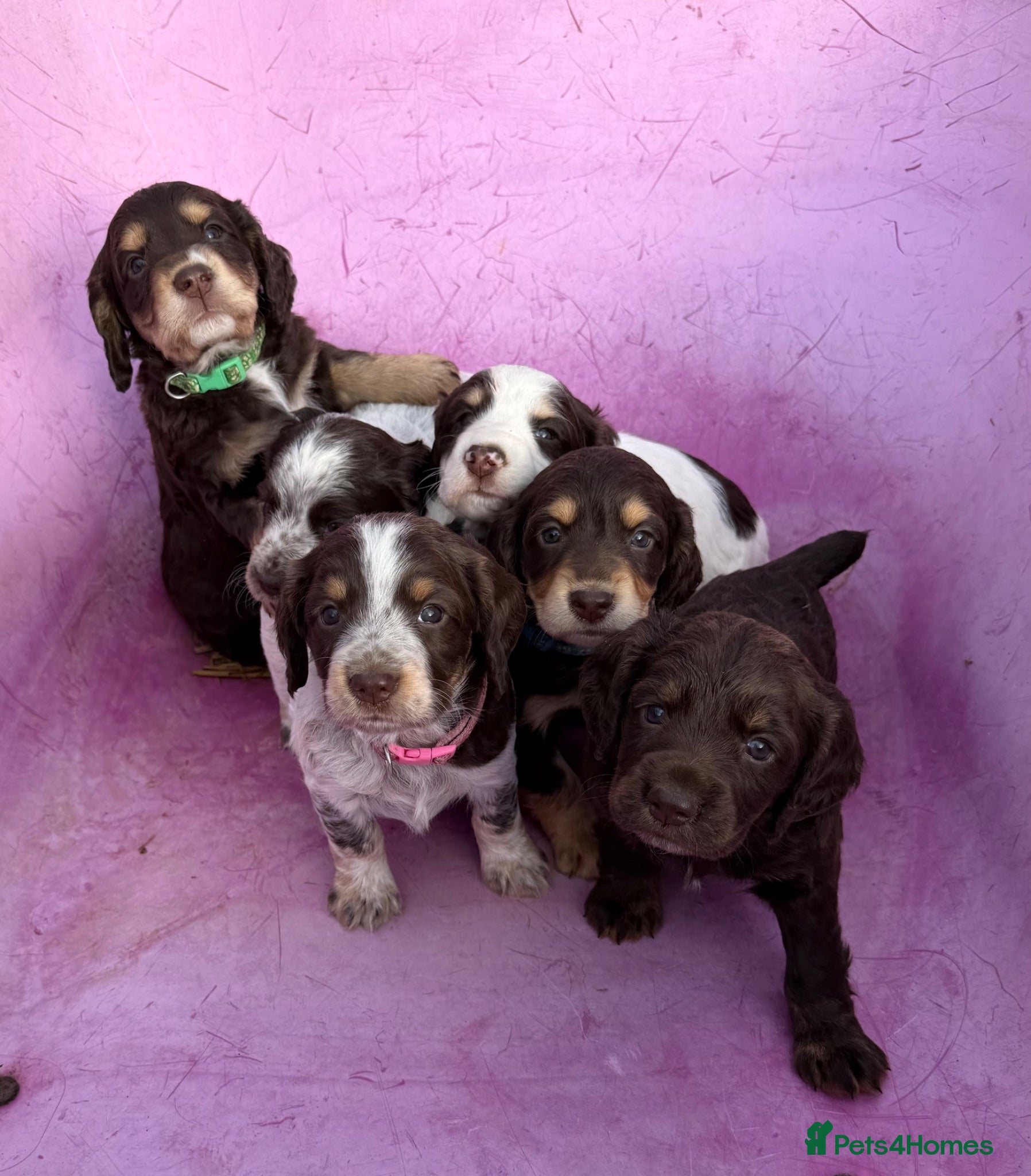 Cocker Spaniel dogs Gorgeous working cocker spaniel puppies - Advert 12