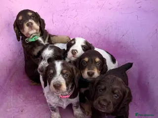 Cocker Spaniel dogs Gorgeous working cocker spaniel puppies - Advert 1