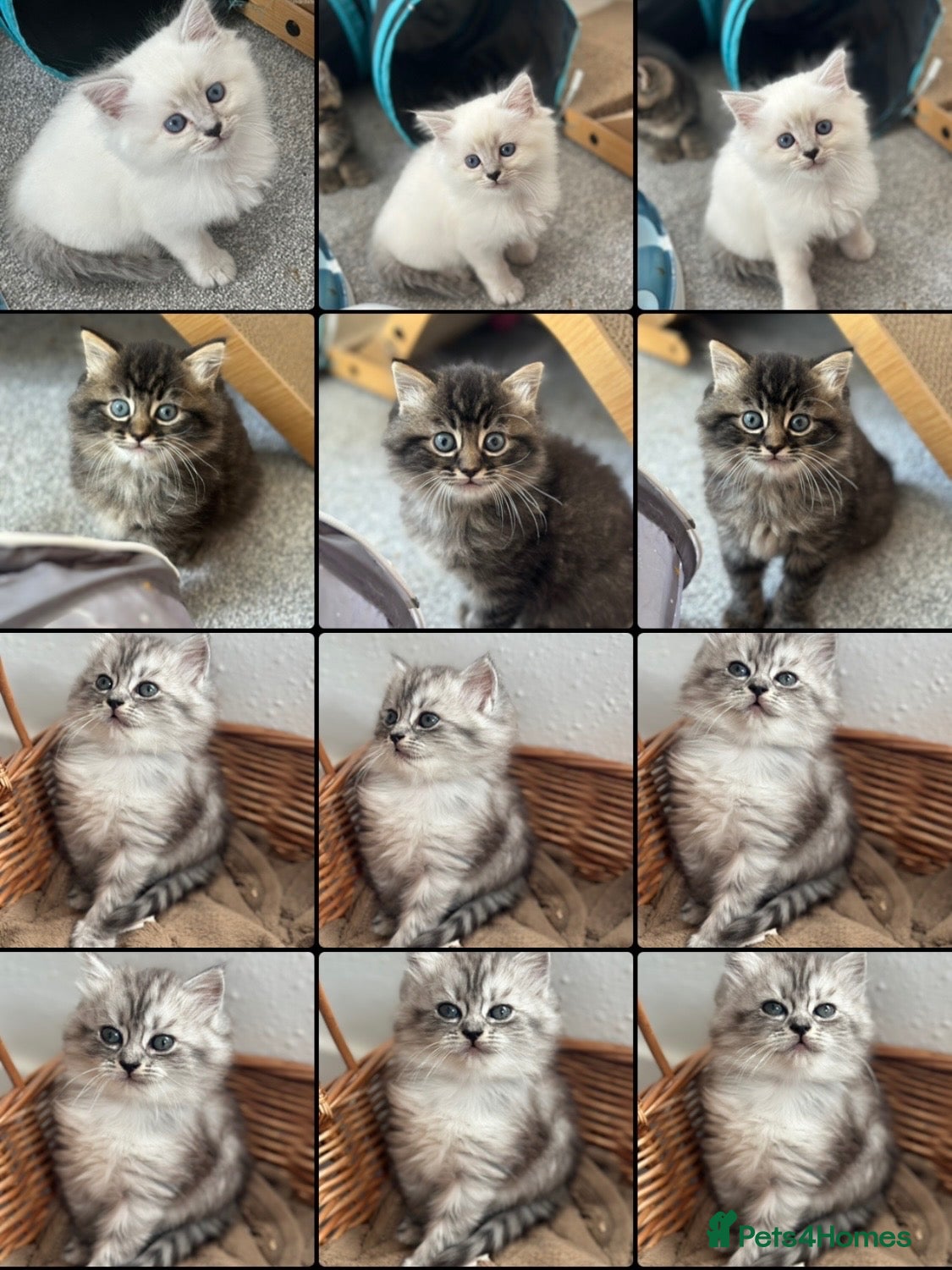Persian cats FLUFFIEST PERSIAN-RAGDOLL KITTENS - Advert 14