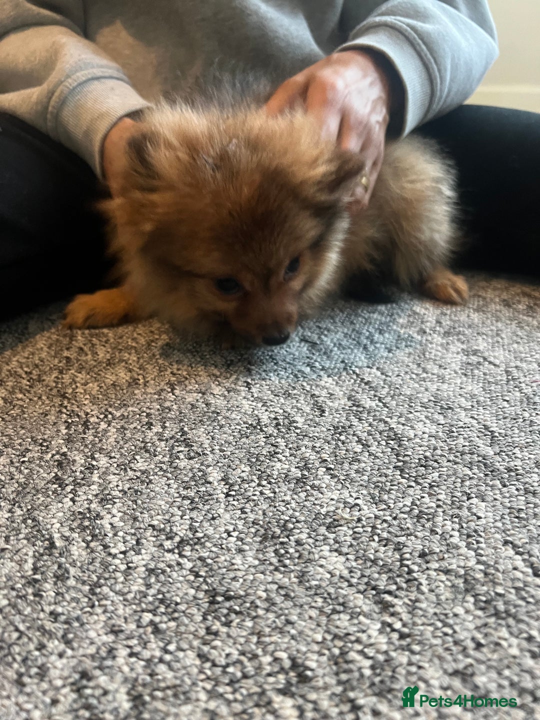 Mixed Breed dogs for sale: The cutest Pups: German & Japanese Pomeranian - Advert 30