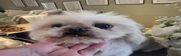 Shih Tzu dogs for sale: Stunning retire imperial cream/white boy - Advert 4