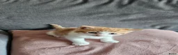 Mixed Breed cats for sale: Kittens for sale - Advert 7