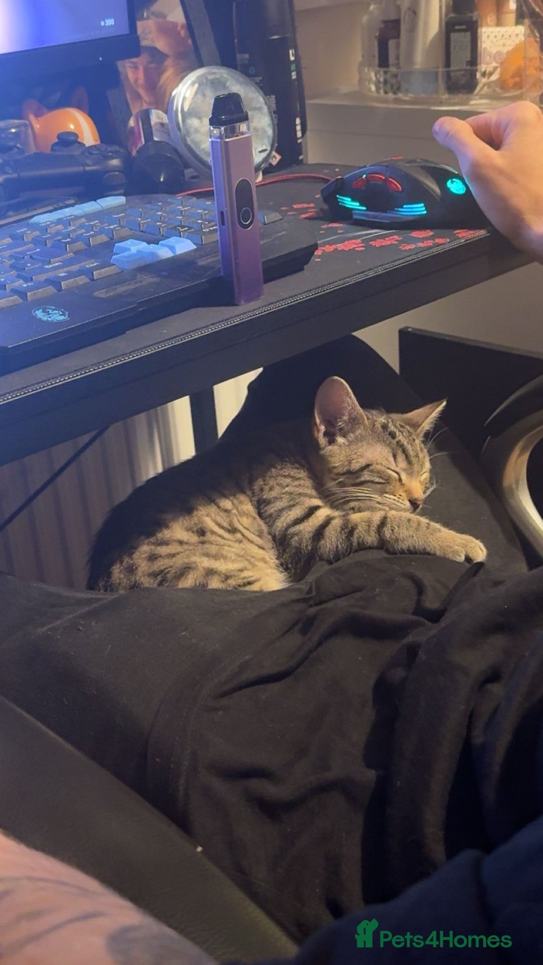 British Shorthair cats for sale: Tabby Kitten For Sale - Female - URGENT!! - Advert 3