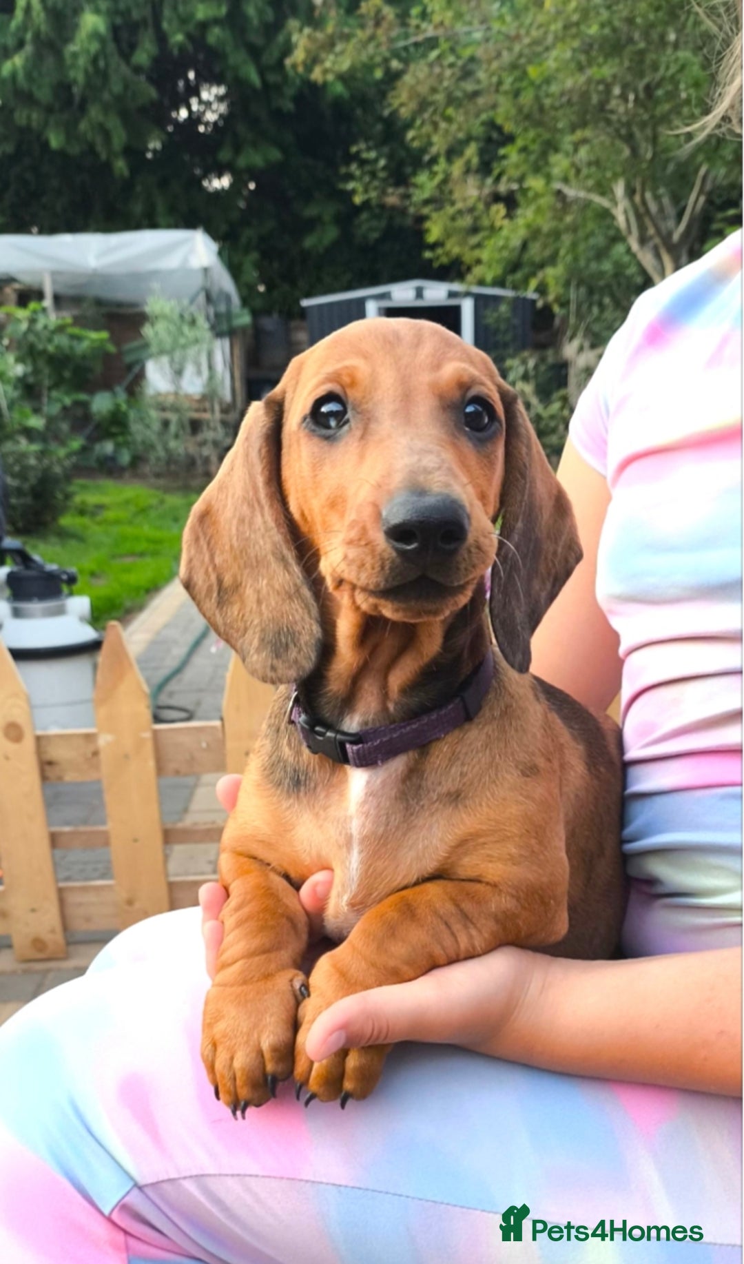 Dachshund dogs for sale: READY NOW-Champions Line Standard Dachshund KC REG in Coventry - Image 7