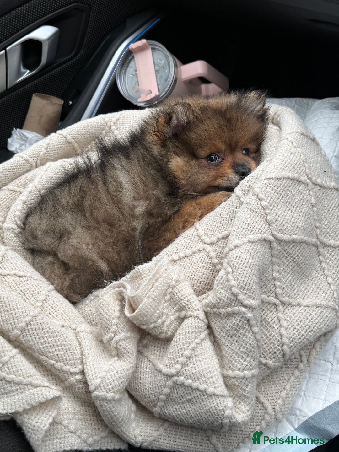 Pomeranian dogs for sale: ✨Pomeranian Puppy Looking for a Loving Home ✨ - Advert 4