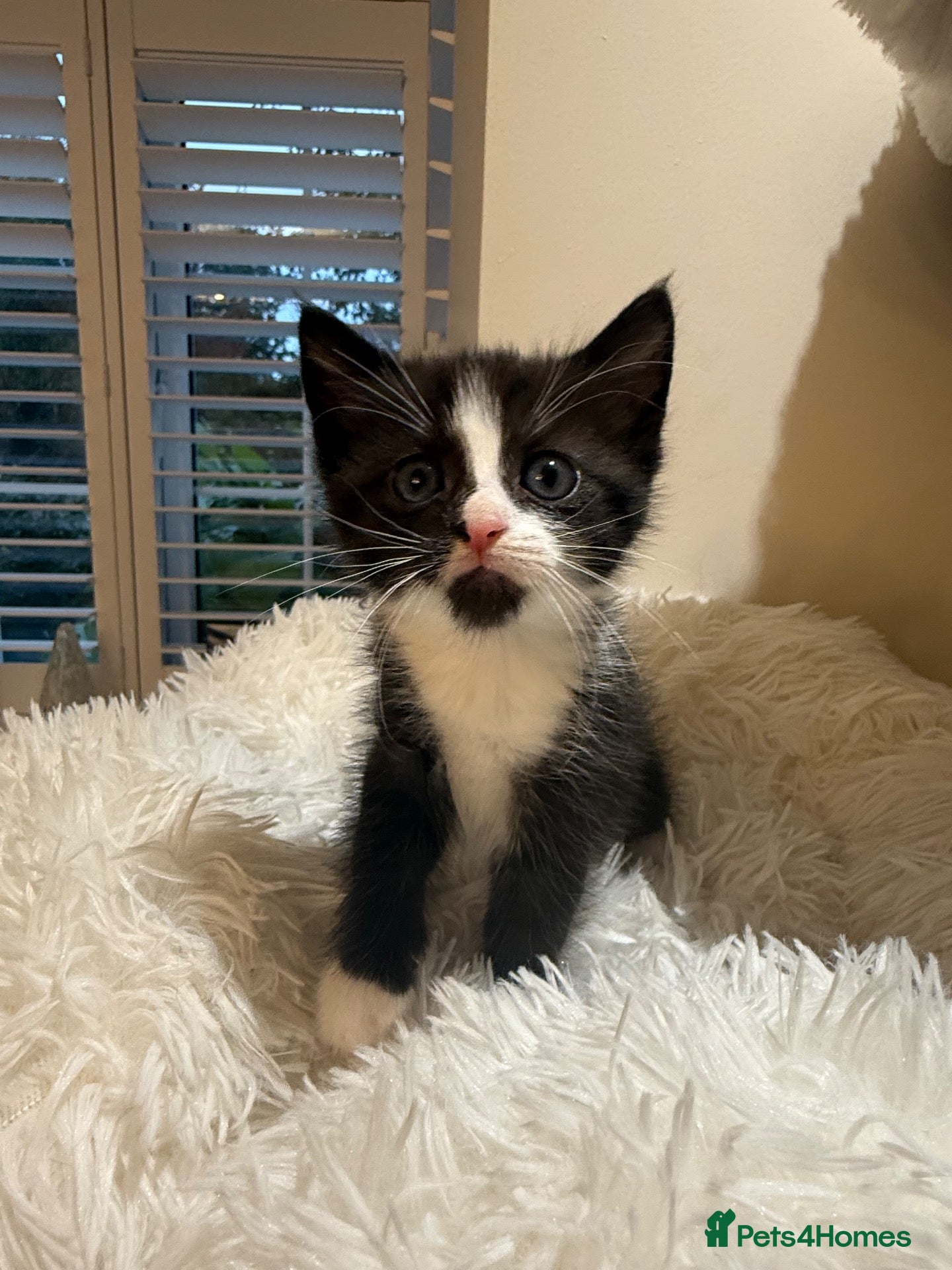 Mixed Breed cats *LAST GIRL remaining* Beautiful kittens - Advert 1
