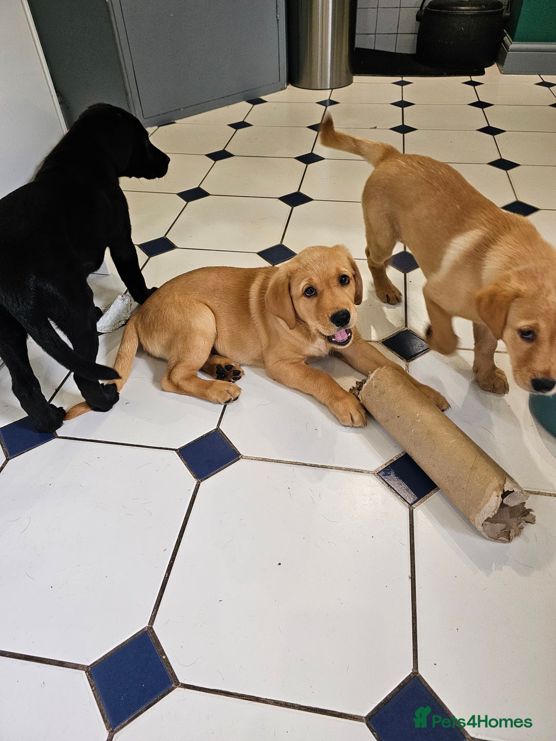 Labrador Retriever dogs for sale: 3 little girls for sale - Image 12