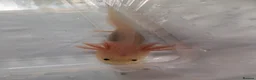 Axolotl reptiles for sale: Baby axolotls available  - Advert 11