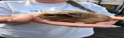 Guinea Pig rodents for sale: Last 4 left, next litter ready to leave 13th july - Advert 8